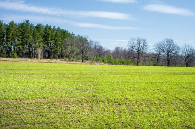 Bahar manzara, buğday Genç sürgünler, yeşil yapraklar, mavi gökyüzü ile az bulutlu beklentisi meşe ağaçları