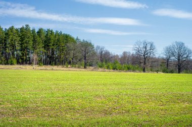 Bahar manzara, buğday Genç sürgünler, yeşil yapraklar, mavi gökyüzü ile az bulutlu beklentisi meşe ağaçları