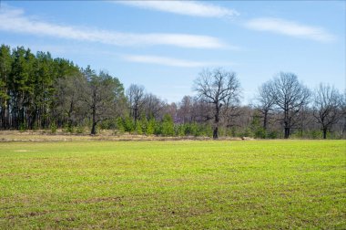 Bahar manzara, buğday Genç sürgünler, yeşil yapraklar, mavi gökyüzü ile az bulutlu beklentisi meşe ağaçları