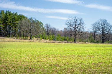 Bahar manzara, buğday Genç sürgünler, yeşil yapraklar, mavi gökyüzü ile az bulutlu beklentisi meşe ağaçları