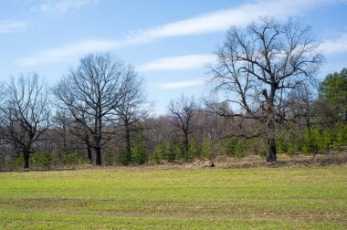 Bahar manzara, buğday Genç sürgünler, yeşil yapraklar, mavi gökyüzü ile az bulutlu beklentisi meşe ağaçları