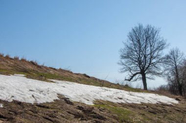 Bahar peyzaj, tenha yerlerde son kar. Parlak güneş kar erir. Yeşil çam. Yaprak döken ağaçların yaprakları olmadan. Kar suyu eritebilir. Geçen yılki çim sarı.