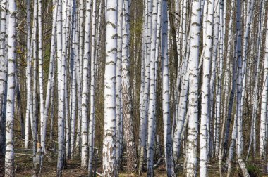 Bahar manzara huş ağacı orman. Nisan. Ağaç unblown yaprakları ile