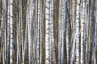 Bahar manzara huş ağacı orman. Nisan. Ağaç unblown yaprakları ile