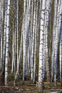 Bahar manzara huş ağacı orman. Nisan. Ağaç unblown yaprakları ile