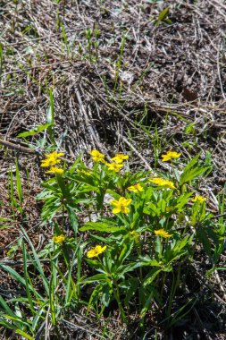 Anemon sarı orman çiçek çiçekli bitkiler buttercup ailesinin ılıman bölgelerde yerel yaklaşık 200 türü bir cinsidir.