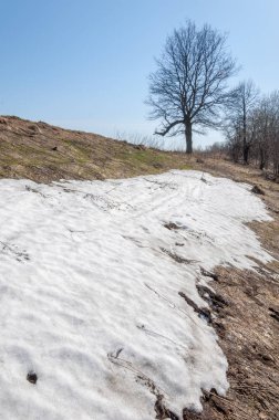 Bahar peyzaj, tenha yerlerde son kar. Parlak güneş kar erir. Yeşil çam. Yaprak döken ağaçların yaprakları olmadan. Kar suyu eritebilir. Geçen yılki çim sarı.