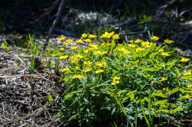 Anemon sarı orman çiçek çiçekli bitkiler buttercup ailesinin ılıman bölgelerde yerel yaklaşık 200 türü bir cinsidir.