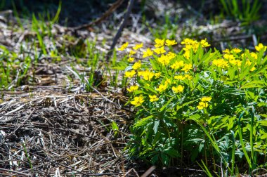 Anemon sarı orman çiçek çiçekli bitkiler buttercup ailesinin ılıman bölgelerde yerel yaklaşık 200 türü bir cinsidir.