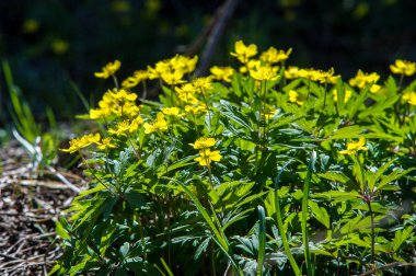 Anemon sarı orman çiçek çiçekli bitkiler buttercup ailesinin ılıman bölgelerde yerel yaklaşık 200 türü bir cinsidir.