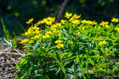 Anemon sarı orman çiçek çiçekli bitkiler buttercup ailesinin ılıman bölgelerde yerel yaklaşık 200 türü bir cinsidir.