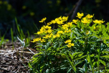 Anemon sarı orman çiçek çiçekli bitkiler buttercup ailesinin ılıman bölgelerde yerel yaklaşık 200 türü bir cinsidir.