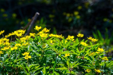 Anemon sarı orman çiçek çiçekli bitkiler buttercup ailesinin ılıman bölgelerde yerel yaklaşık 200 türü bir cinsidir.