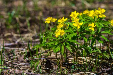 Anemon sarı orman çiçek çiçekli bitkiler buttercup ailesinin ılıman bölgelerde yerel yaklaşık 200 türü bir cinsidir.