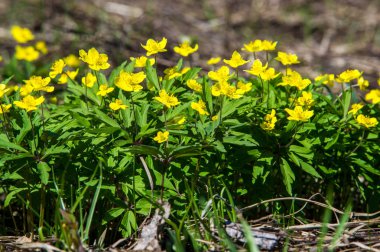 Anemon sarı orman çiçek çiçekli bitkiler buttercup ailesinin ılıman bölgelerde yerel yaklaşık 200 türü bir cinsidir.