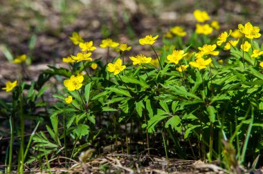 Anemon sarı orman çiçek çiçekli bitkiler buttercup ailesinin ılıman bölgelerde yerel yaklaşık 200 türü bir cinsidir.