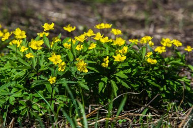 Anemon sarı orman çiçek çiçekli bitkiler buttercup ailesinin ılıman bölgelerde yerel yaklaşık 200 türü bir cinsidir.