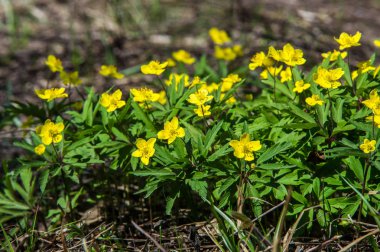 Anemon sarı orman çiçek çiçekli bitkiler buttercup ailesinin ılıman bölgelerde yerel yaklaşık 200 türü bir cinsidir.
