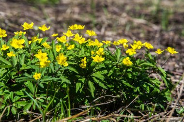 Anemon sarı orman çiçek çiçekli bitkiler buttercup ailesinin ılıman bölgelerde yerel yaklaşık 200 türü bir cinsidir.