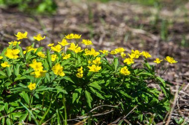 Anemon sarı orman çiçek çiçekli bitkiler buttercup ailesinin ılıman bölgelerde yerel yaklaşık 200 türü bir cinsidir.