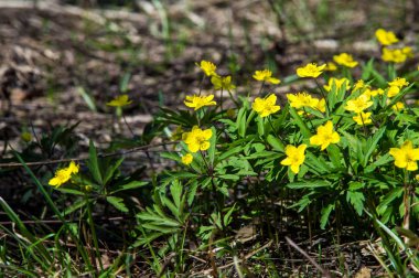 Anemon sarı orman çiçek çiçekli bitkiler buttercup ailesinin ılıman bölgelerde yerel yaklaşık 200 türü bir cinsidir.