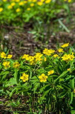 Anemon sarı orman çiçek çiçekli bitkiler buttercup ailesinin ılıman bölgelerde yerel yaklaşık 200 türü bir cinsidir.