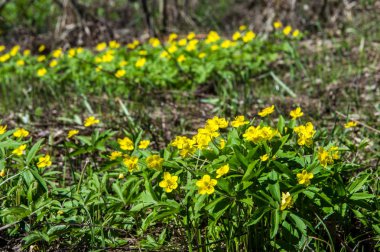 Anemon sarı orman çiçek çiçekli bitkiler buttercup ailesinin ılıman bölgelerde yerel yaklaşık 200 türü bir cinsidir.