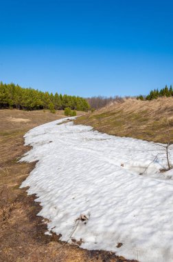 Bahar peyzaj, tenha yerlerde son kar. Parlak güneş kar erir. Yeşil çam. Yaprak döken ağaçların yaprakları olmadan. Kar suyu eritebilir. Geçen yılki çim sarı.