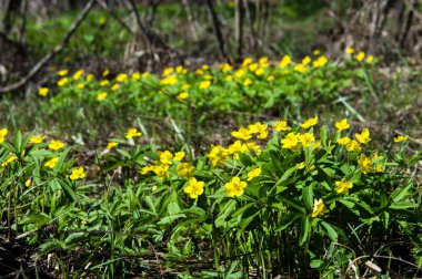 Anemon sarı orman çiçek çiçekli bitkiler buttercup ailesinin ılıman bölgelerde yerel yaklaşık 200 türü bir cinsidir.