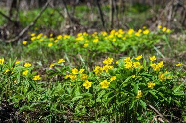 Anemon sarı orman çiçek çiçekli bitkiler buttercup ailesinin ılıman bölgelerde yerel yaklaşık 200 türü bir cinsidir.