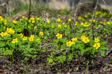 Anemon sarı orman çiçek çiçekli bitkiler buttercup ailesinin ılıman bölgelerde yerel yaklaşık 200 türü bir cinsidir.