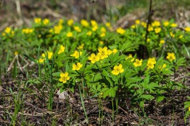 Anemon sarı orman çiçek çiçekli bitkiler buttercup ailesinin ılıman bölgelerde yerel yaklaşık 200 türü bir cinsidir.