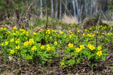 Anemon sarı orman çiçek çiçekli bitkiler buttercup ailesinin ılıman bölgelerde yerel yaklaşık 200 türü bir cinsidir.