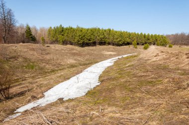 Bahar peyzaj, tenha yerlerde son kar. Parlak güneş kar erir. Yeşil çam. Yaprak döken ağaçların yaprakları olmadan. Kar suyu eritebilir. Geçen yılki çim sarı.
