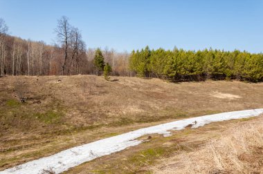Bahar peyzaj, tenha yerlerde son kar. Parlak güneş kar erir. Yeşil çam. Yaprak döken ağaçların yaprakları olmadan. Kar suyu eritebilir. Geçen yılki çim sarı.