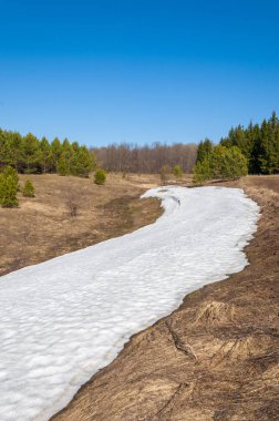 Bahar peyzaj, tenha yerlerde son kar. Parlak güneş kar erir. Yeşil çam. Yaprak döken ağaçların yaprakları olmadan. Kar suyu eritebilir. Geçen yılki çim sarı.