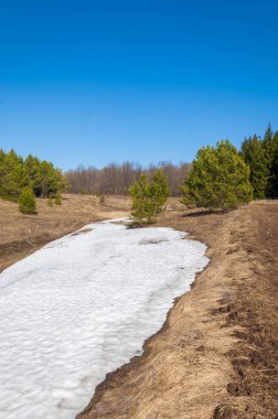 Bahar peyzaj, tenha yerlerde son kar. Parlak güneş kar erir. Yeşil çam. Yaprak döken ağaçların yaprakları olmadan. Kar suyu eritebilir. Geçen yılki çim sarı.