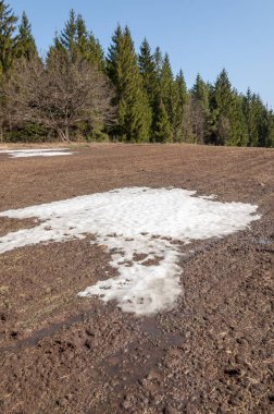 Bahar peyzaj, tenha yerlerde son kar. Parlak güneş kar erir. Yeşil çam. Yaprak döken ağaçların yaprakları olmadan. Kar suyu eritebilir. Geçen yılki çim sarı.