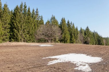 Bahar peyzaj, tenha yerlerde son kar. Parlak güneş kar erir. Yeşil çam. Yaprak döken ağaçların yaprakları olmadan. Kar suyu eritebilir. Geçen yılki çim sarı.