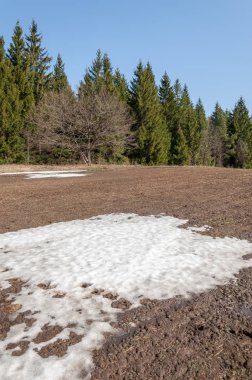 Bahar peyzaj, tenha yerlerde son kar. Parlak güneş kar erir. Yeşil çam. Yaprak döken ağaçların yaprakları olmadan. Kar suyu eritebilir. Geçen yılki çim sarı.