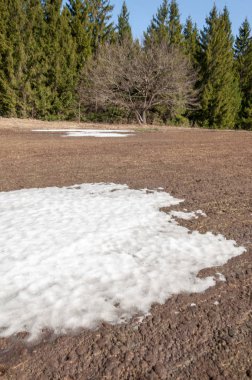 Bahar peyzaj, tenha yerlerde son kar. Parlak güneş kar erir. Yeşil çam. Yaprak döken ağaçların yaprakları olmadan. Kar suyu eritebilir. Geçen yılki çim sarı.