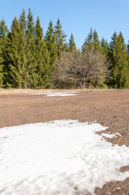 Bahar peyzaj, tenha yerlerde son kar. Parlak güneş kar erir. Yeşil çam. Yaprak döken ağaçların yaprakları olmadan. Kar suyu eritebilir. Geçen yılki çim sarı.