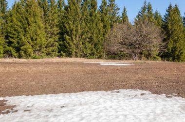 Bahar peyzaj, tenha yerlerde son kar. Parlak güneş kar erir. Yeşil çam. Yaprak döken ağaçların yaprakları olmadan. Kar suyu eritebilir. Geçen yılki çim sarı.
