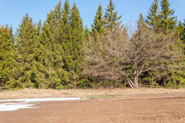 Bahar peyzaj, tenha yerlerde son kar. Parlak güneş kar erir. Yeşil çam. Yaprak döken ağaçların yaprakları olmadan. Kar suyu eritebilir. Geçen yılki çim sarı.