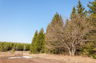 Bahar peyzaj, tenha yerlerde son kar. Parlak güneş kar erir. Yeşil çam. Yaprak döken ağaçların yaprakları olmadan. Kar suyu eritebilir. Geçen yılki çim sarı.