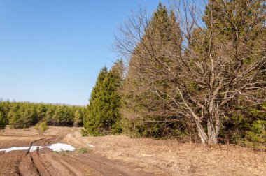 Bahar peyzaj, tenha yerlerde son kar. Parlak güneş kar erir. Yeşil çam. Yaprak döken ağaçların yaprakları olmadan. Kar suyu eritebilir. Geçen yılki çim sarı.