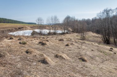 Bahar peyzaj, tenha yerlerde son kar. Parlak güneş kar erir. Yeşil çam. Yaprak döken ağaçların yaprakları olmadan. Kar suyu eritebilir. Geçen yılki çim sarı.