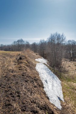 Bahar peyzaj, tenha yerlerde son kar. Parlak güneş kar erir. Yeşil çam. Yaprak döken ağaçların yaprakları olmadan. Kar suyu eritebilir. Geçen yılki çim sarı.
