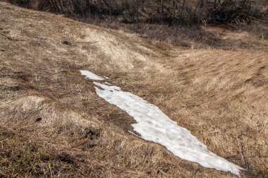 Bahar peyzaj, tenha yerlerde son kar. Parlak güneş kar erir. Yeşil çam. Yaprak döken ağaçların yaprakları olmadan. Kar suyu eritebilir. Geçen yılki çim sarı.