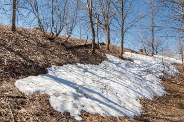 Bahar peyzaj, tenha yerlerde son kar. Parlak güneş kar erir. Yeşil çam. Yaprak döken ağaçların yaprakları olmadan. Kar suyu eritebilir. Geçen yılki çim sarı.